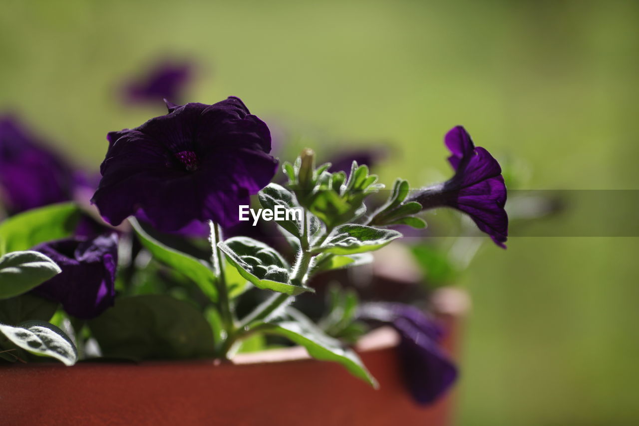 CLOSE-UP OF PURPLE FLOWER PLANT