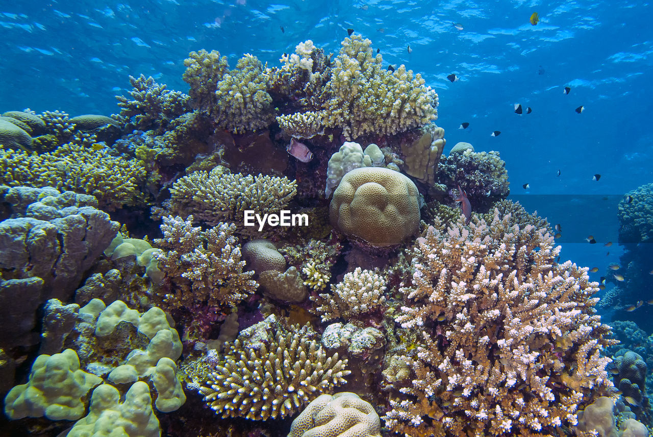 Wide angle views of the magnificent coral formations in the red sea, egypt