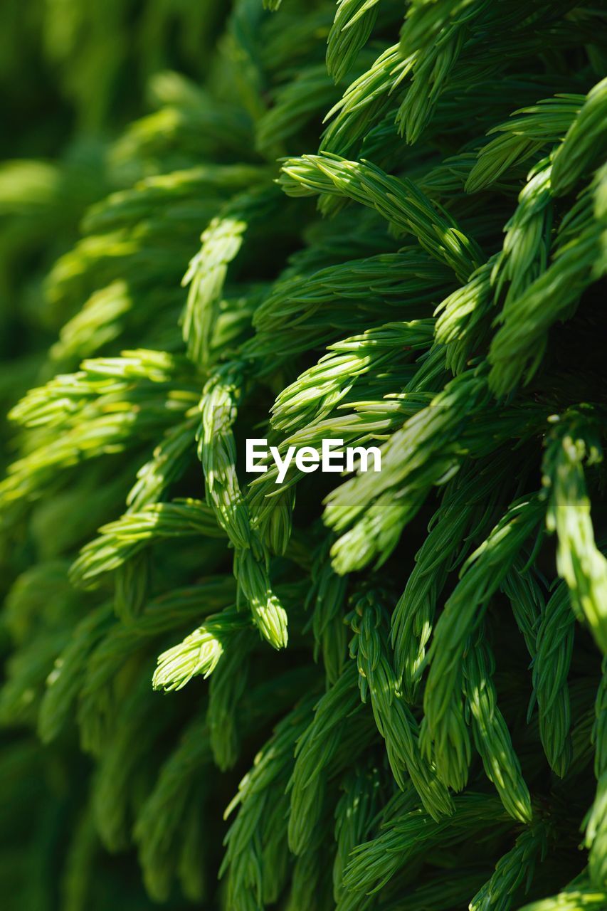 Full frame shot of fresh wired green plant