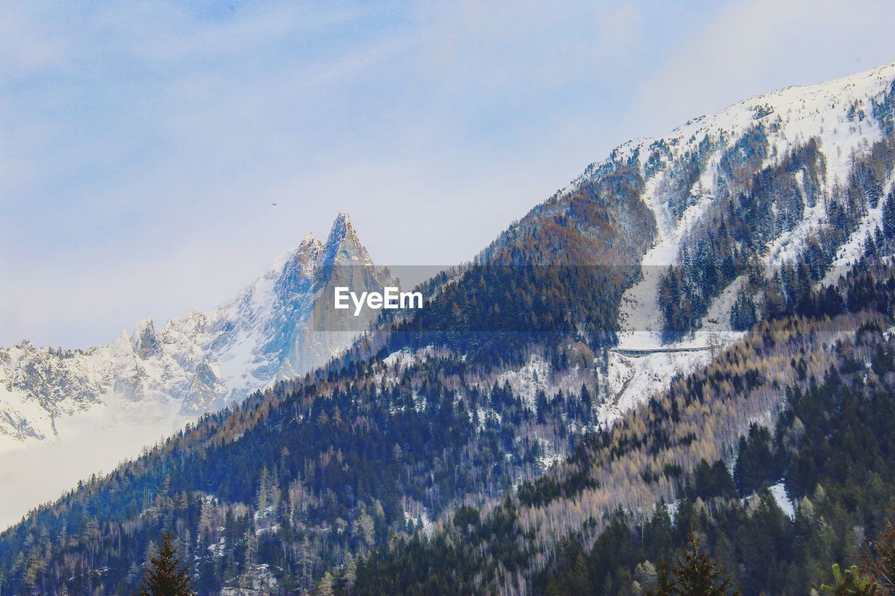 LOW ANGLE VIEW OF TREES ON SNOWCAPPED MOUNTAINS AGAINST SKY