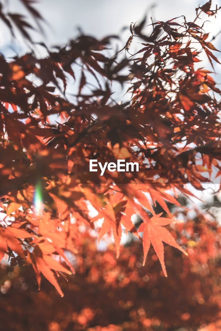 low angle view of leaves against blurred background