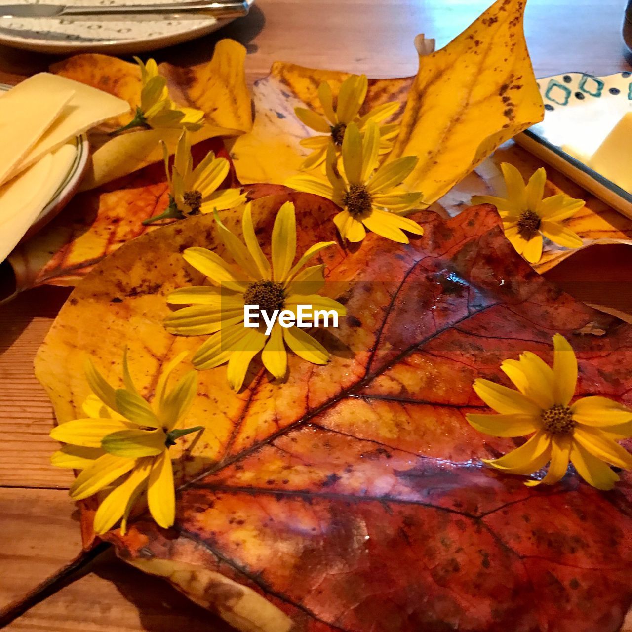 CLOSE-UP OF YELLOW MAPLE LEAF ON PLANT