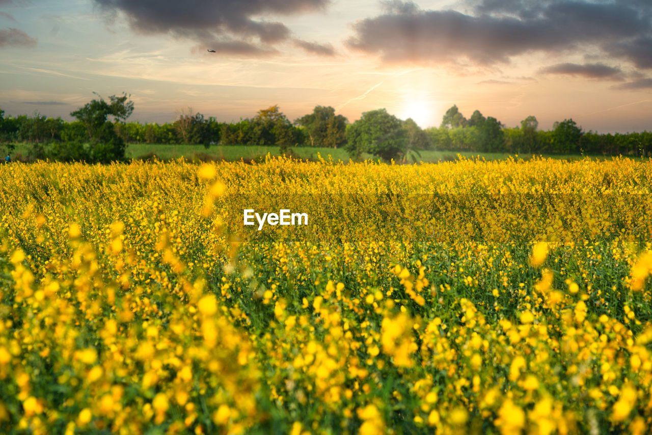 Scenic view of oilseed rape field against sky