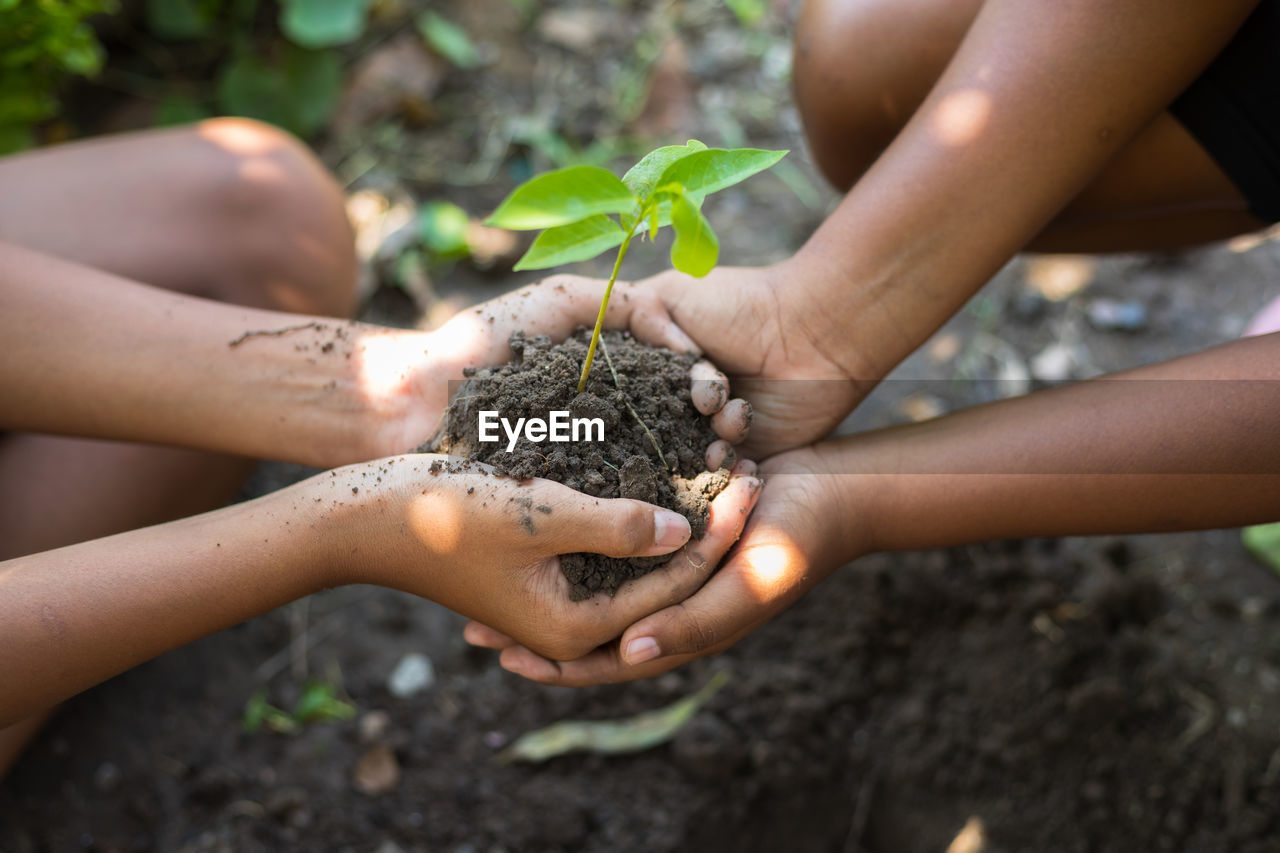 High angle view of people holding sapling