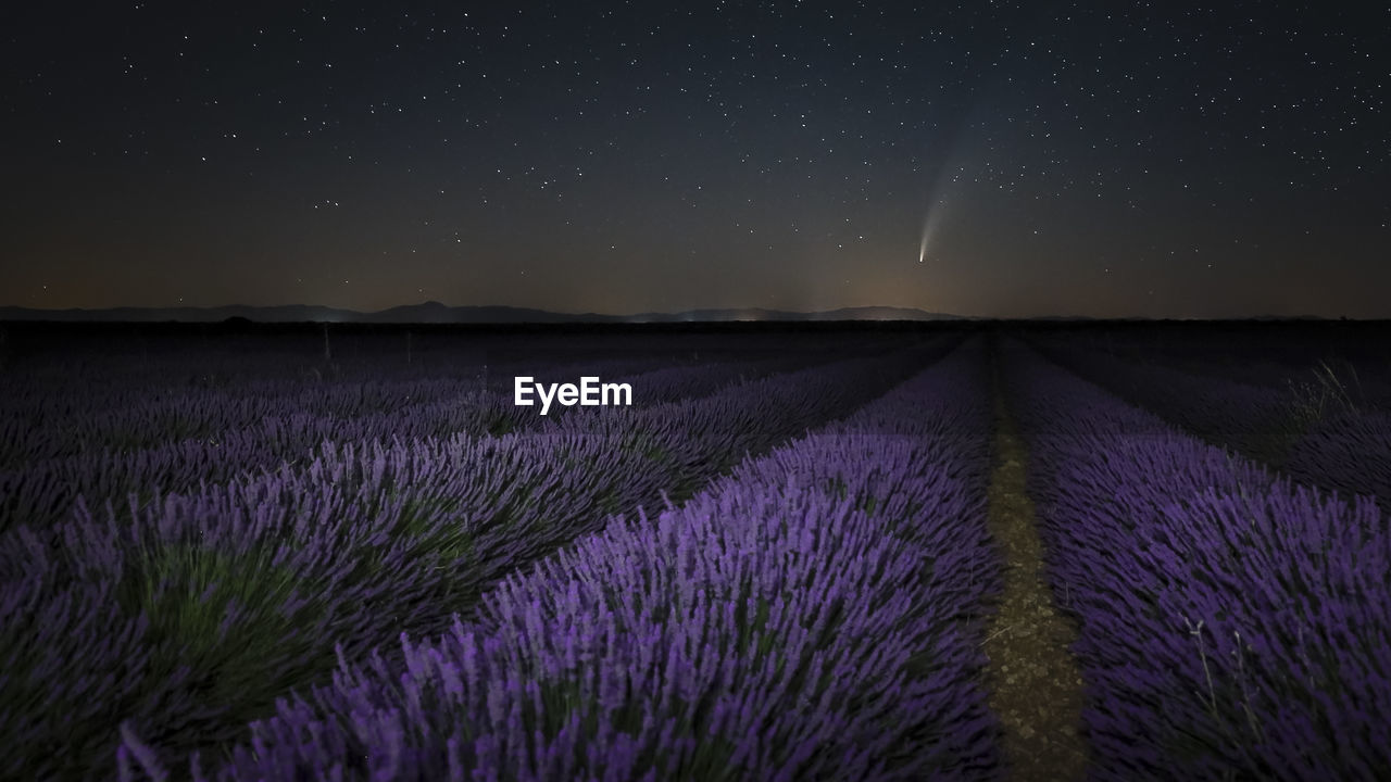 Neowise comet over lavander fields