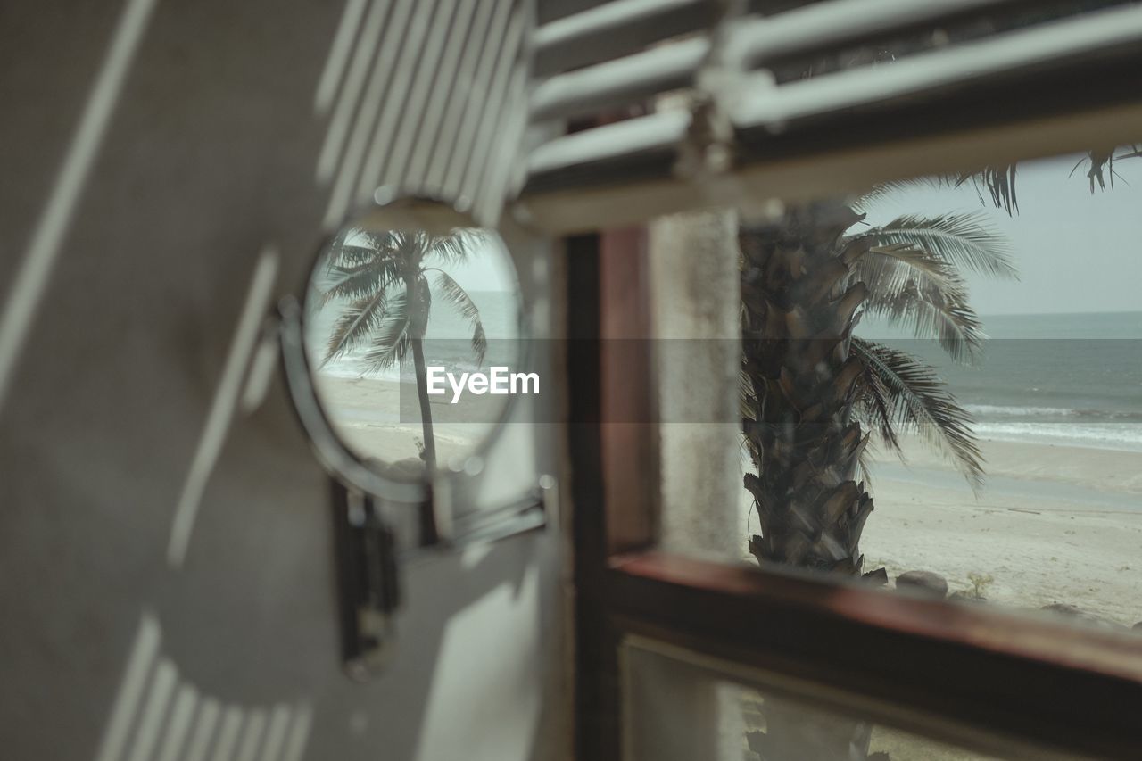 CLOSE-UP OF PALM TREE BY WINDOW