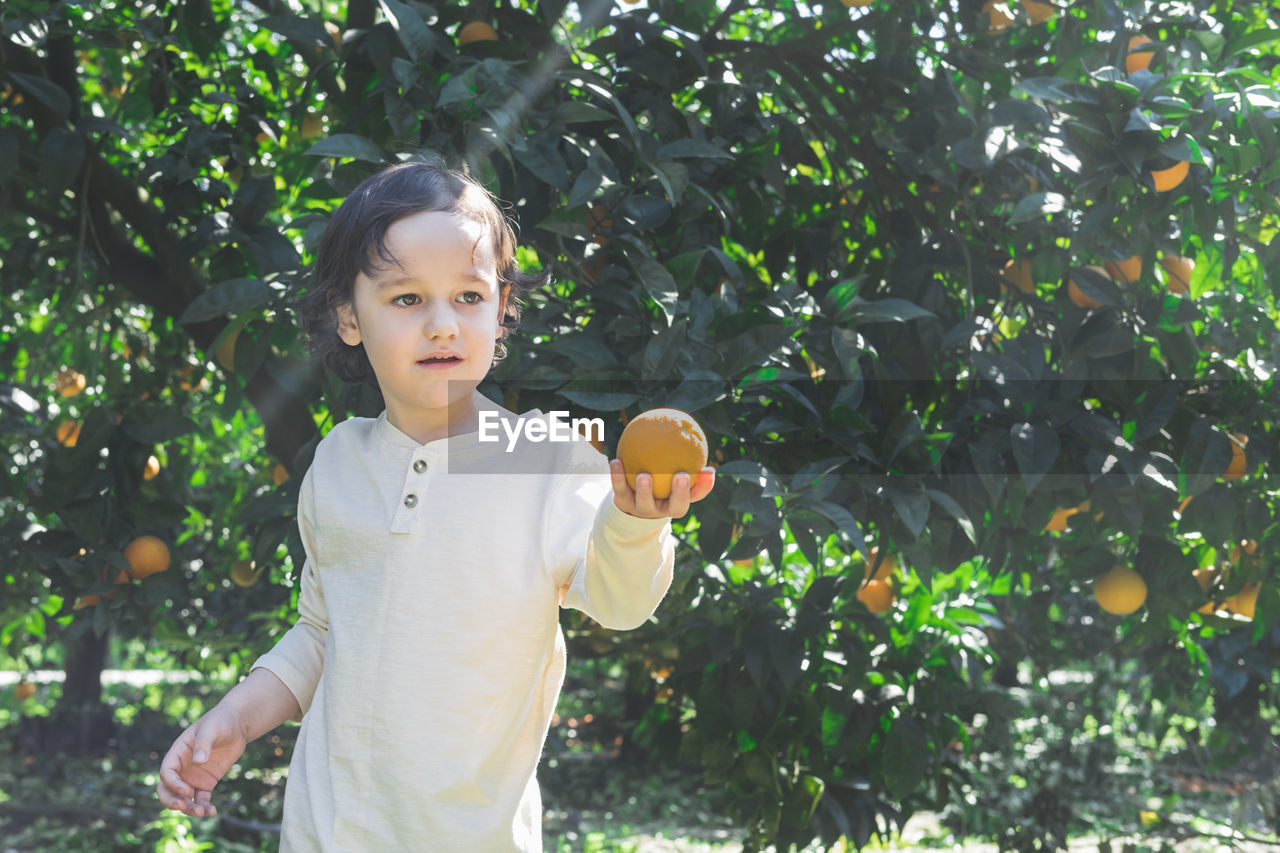 The boy stands among the trees in the garden and holds ripe oranges in his hands.