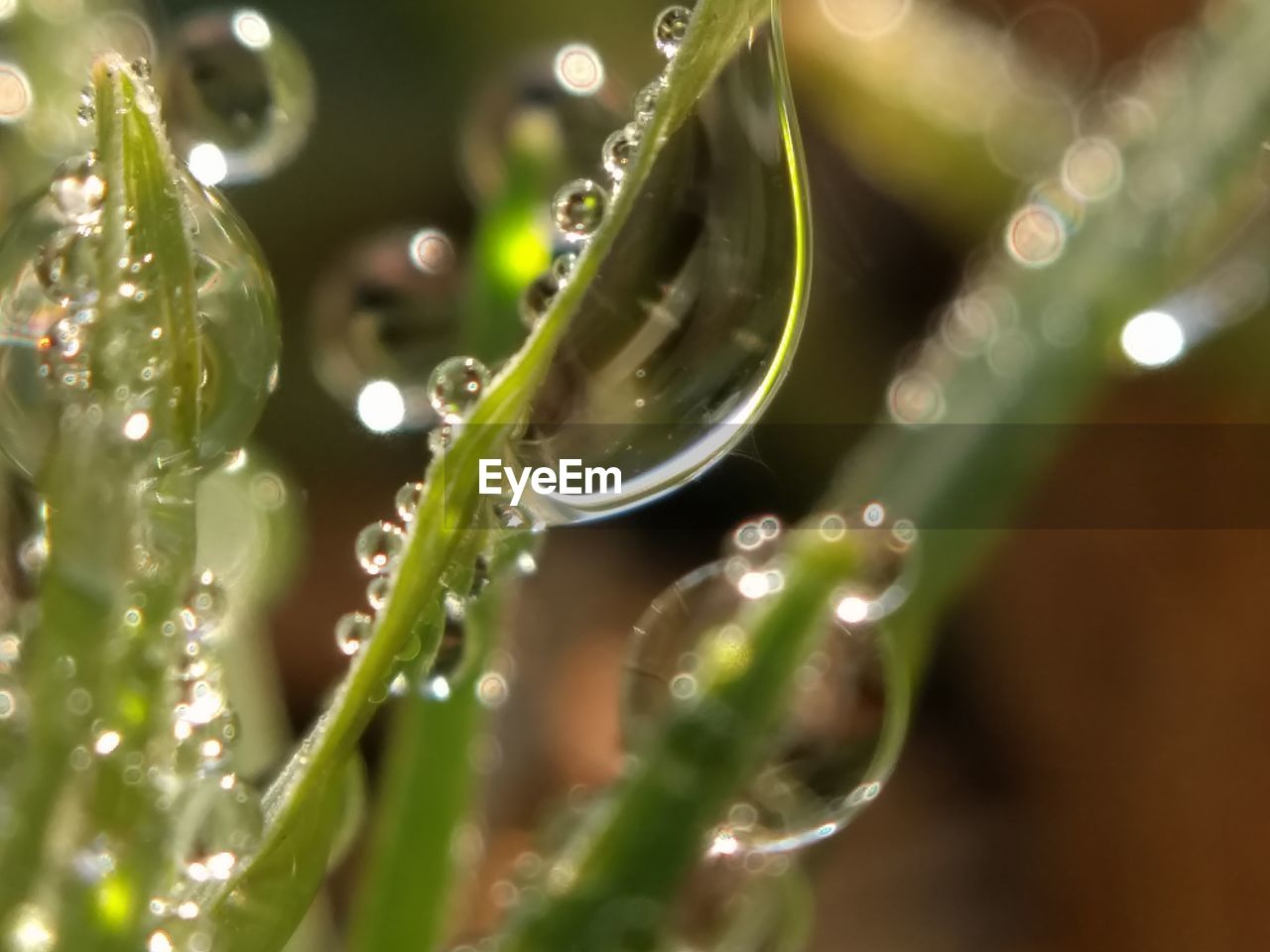 CLOSE-UP OF WATER DROP ON PLANTS