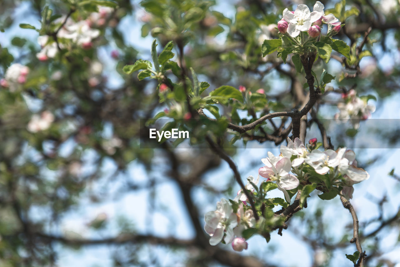 CLOSE-UP OF CHERRY BLOSSOM