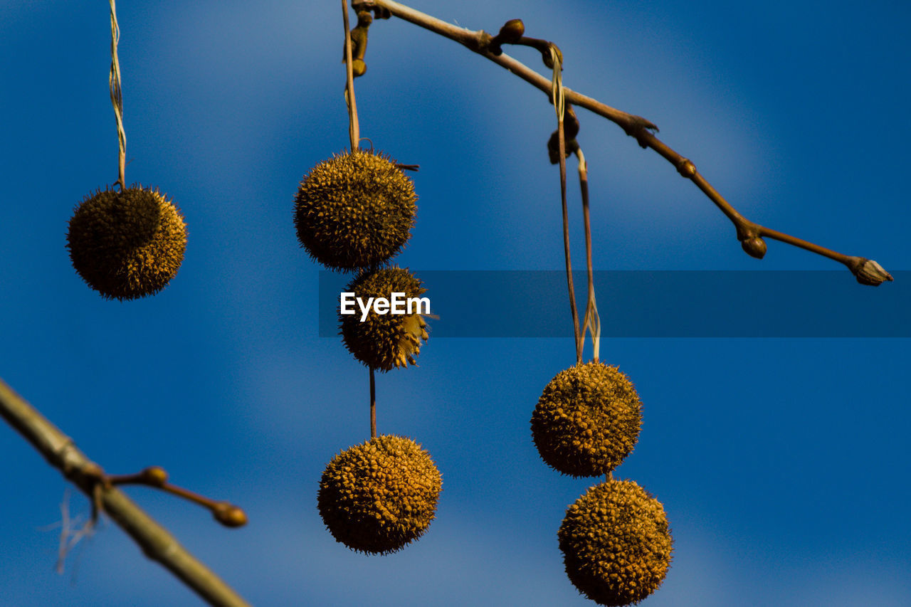 LOW ANGLE VIEW OF BERRIES GROWING AGAINST BLUE SKY