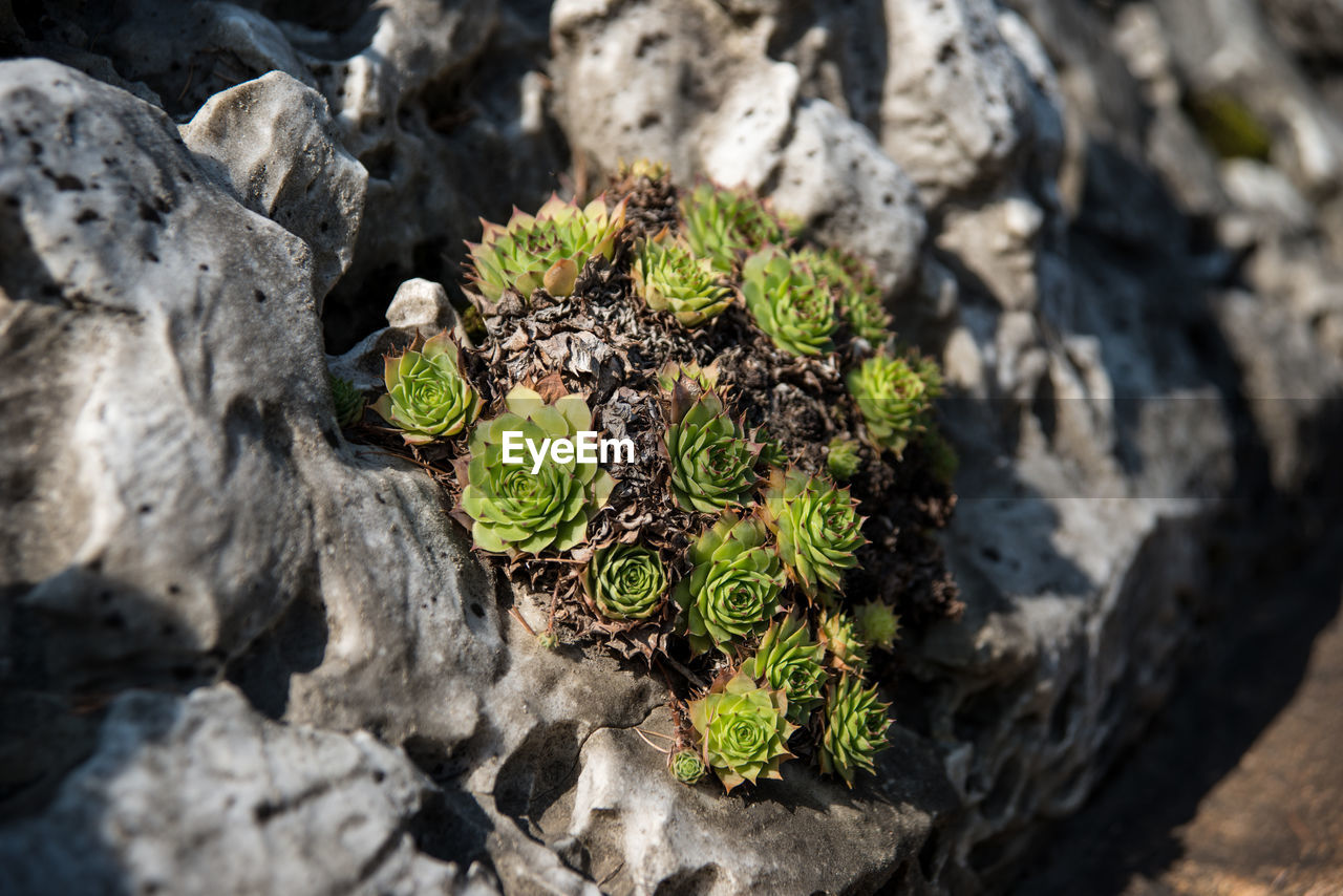 High angle view of moss growing on rock