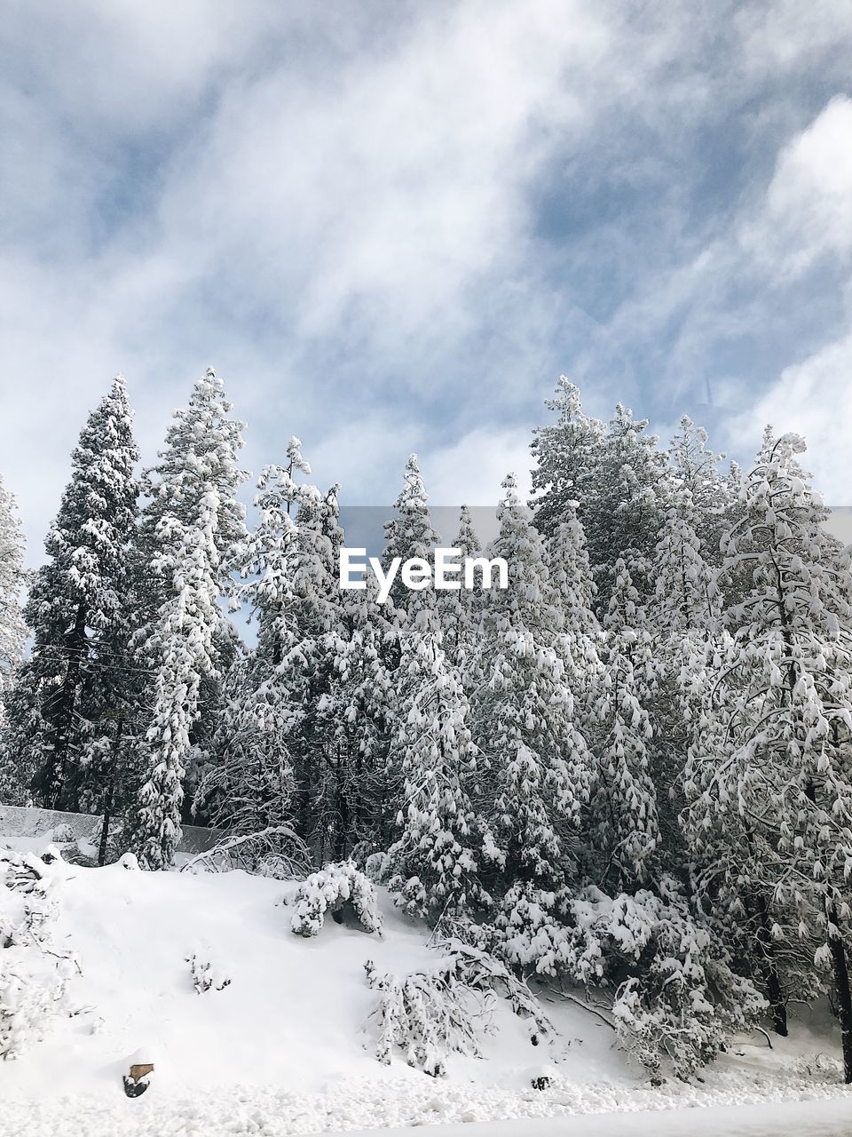 Snow covered pine trees in forest against sky
