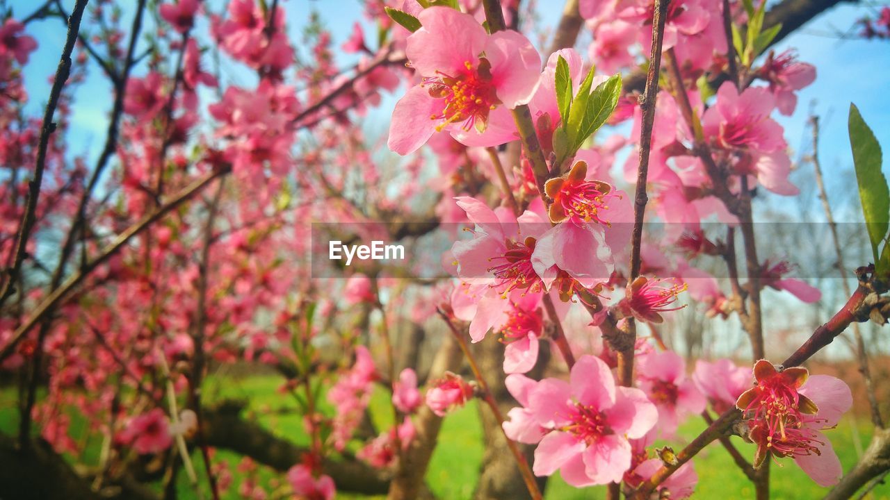 Close-up of pink flowers on tree