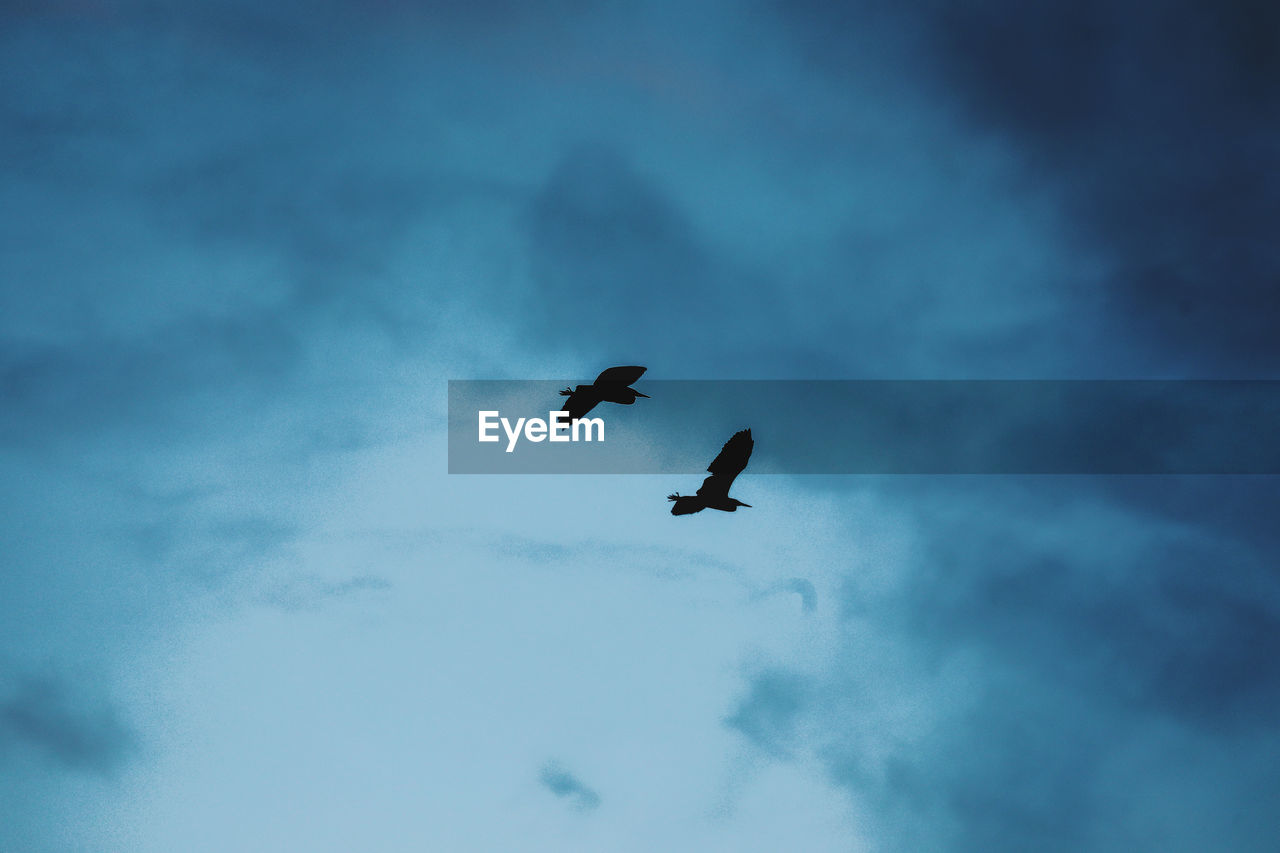 Low angle view of birds flying in sky