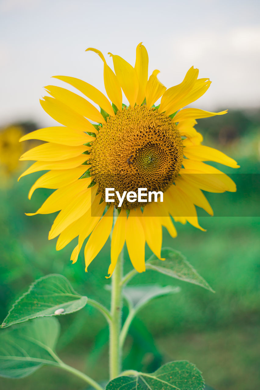 CLOSE-UP OF SUNFLOWER ON PLANT