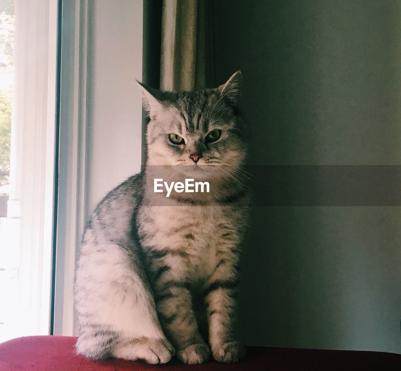 PORTRAIT OF CAT SITTING BY WINDOW