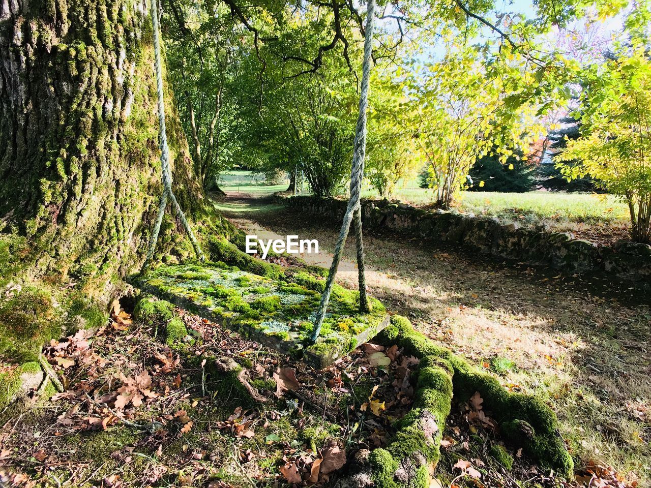 PLANTS GROWING ON LAND IN FOREST