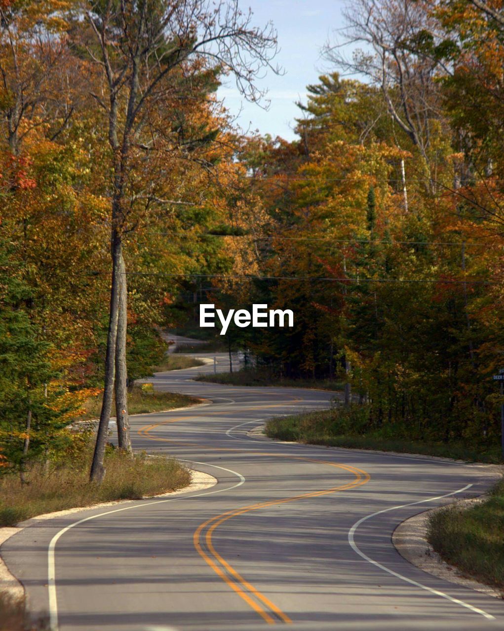 Empty road amidst trees