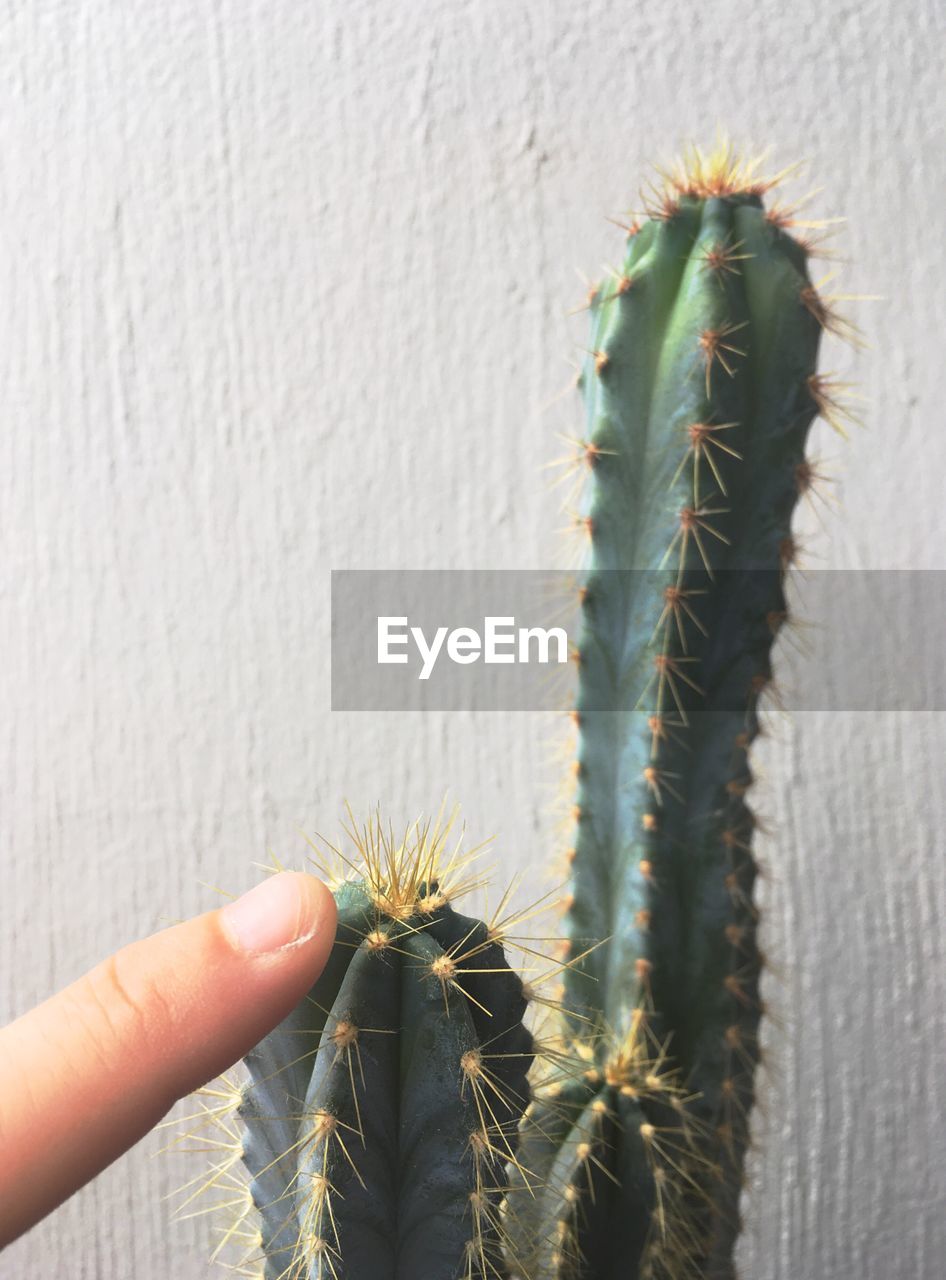 Close-up of hand touching cactus plant