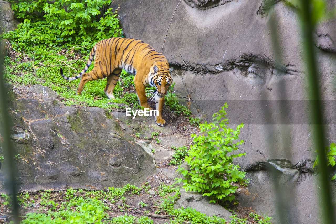 Tiger at the zoo.