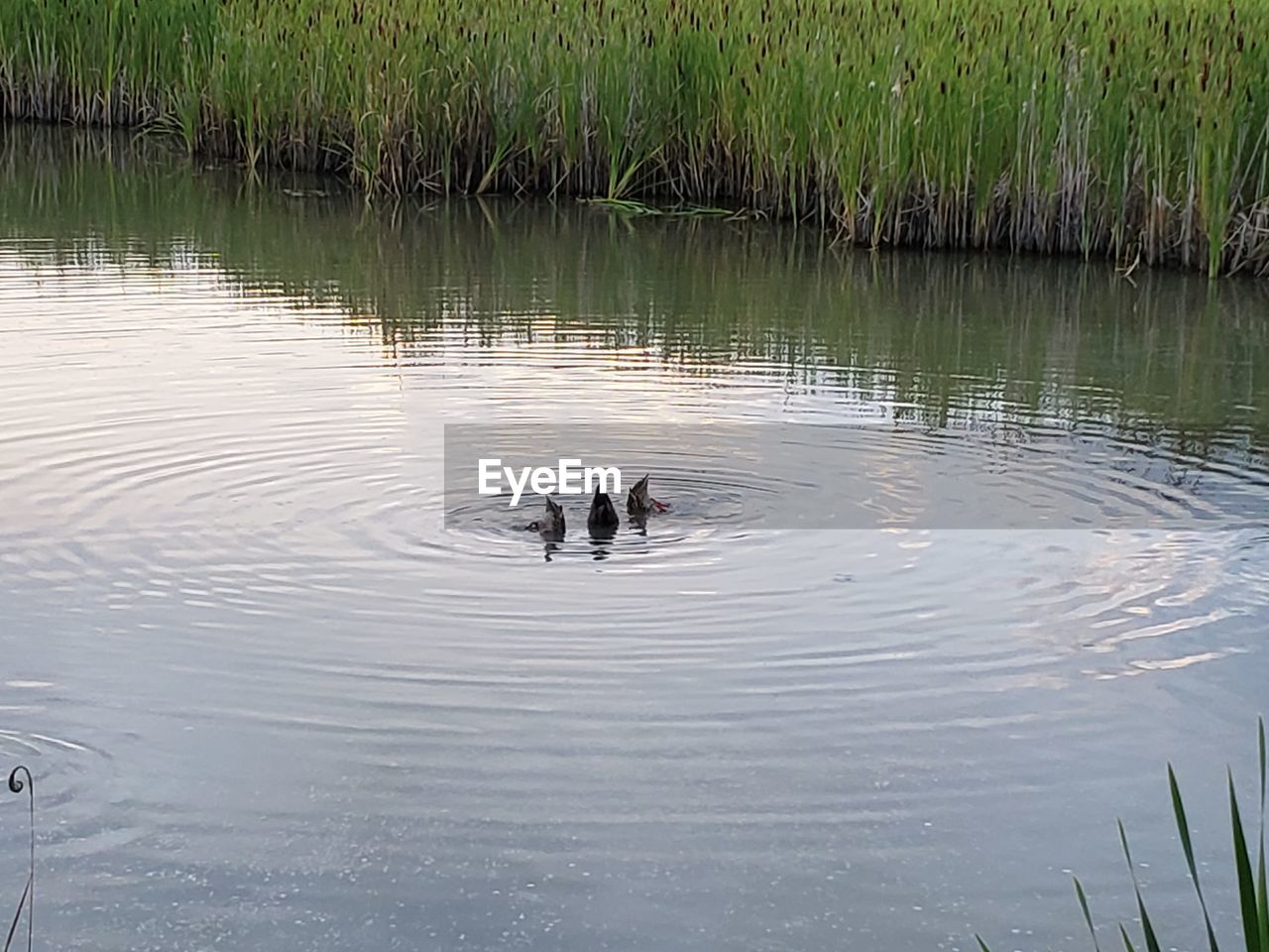 TWO DUCKS IN LAKE