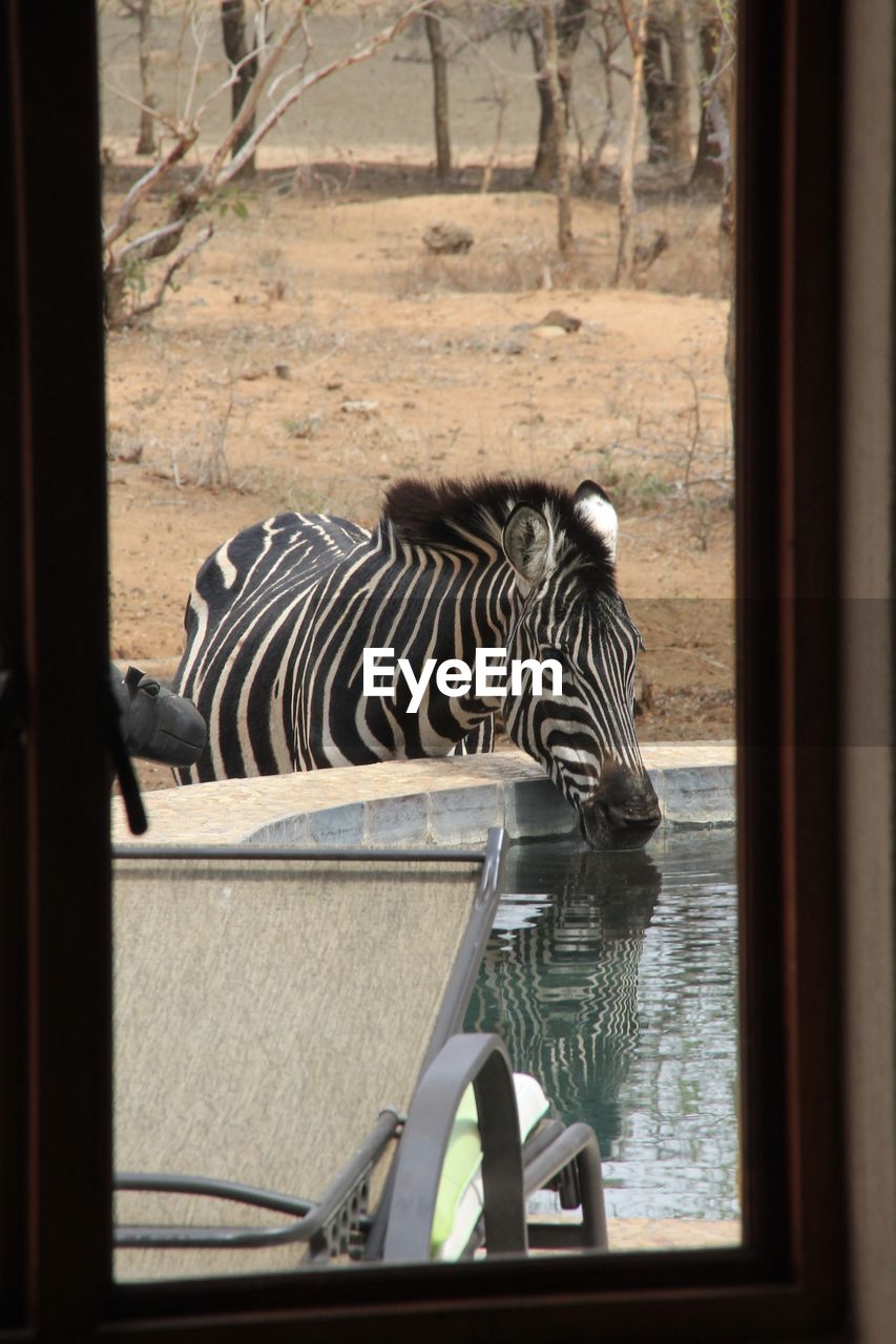 Zebra drinking water from pond