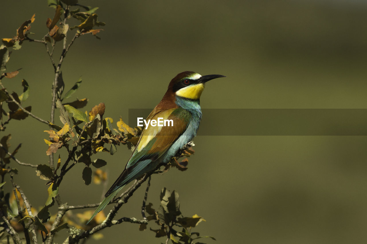 Bird perching on branch