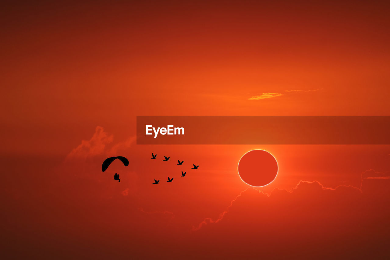 Birds flying in sky