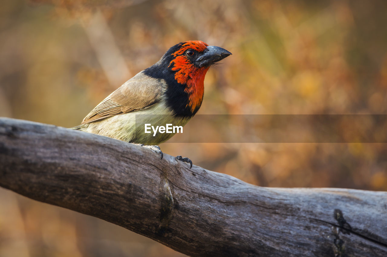 CLOSE-UP OF BIRD PERCHING ON TREE