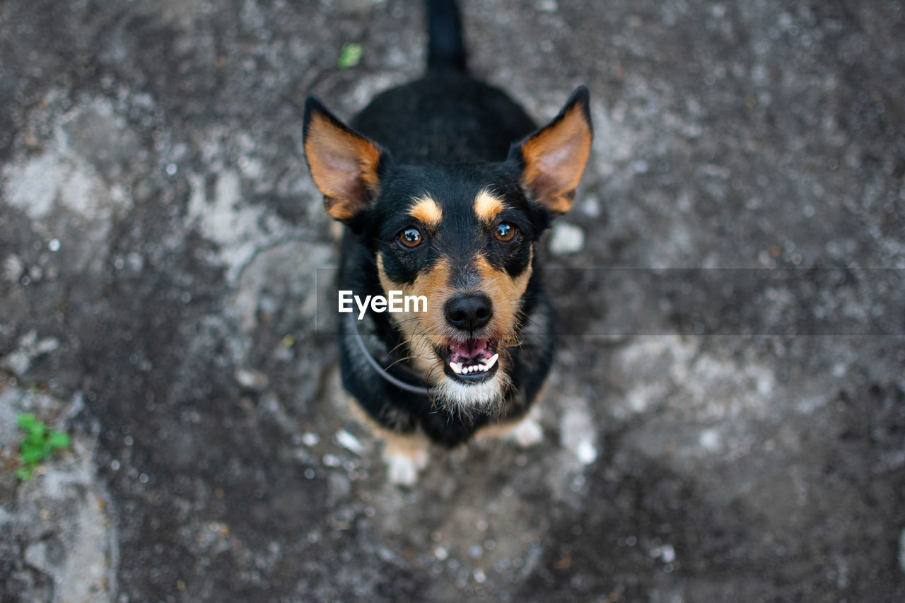 HIGH ANGLE PORTRAIT OF DOG