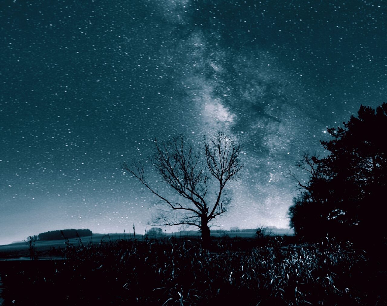 Bare tree against star covered sky
