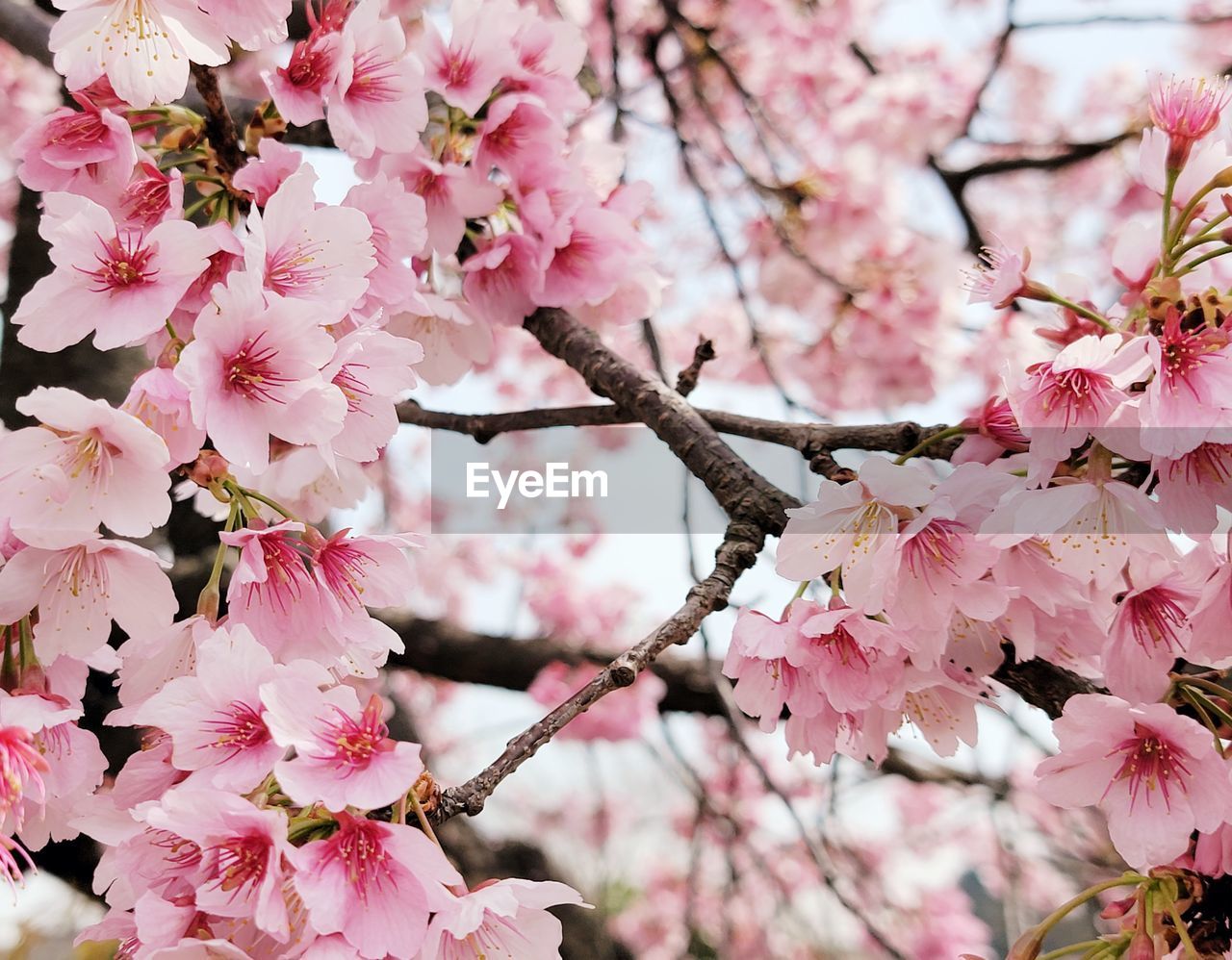 Close-up of pink cherry blossom