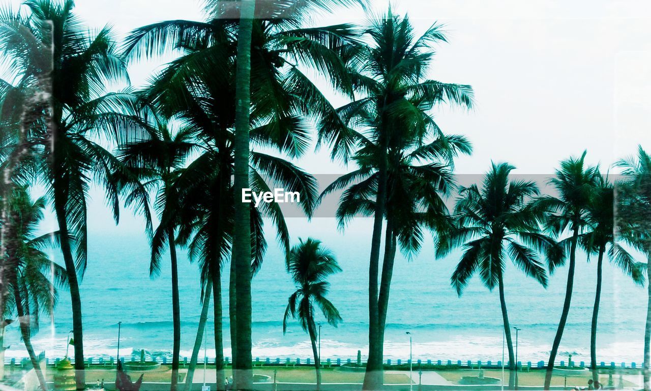 PALM TREES ON BEACH AGAINST SKY