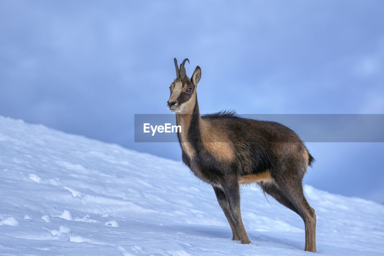 Chamois in the snow on the peaks of the national park picos de europa in spain. rebeco