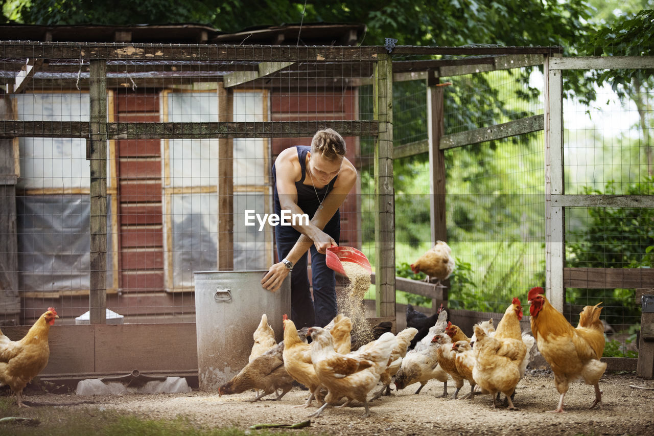 Farmer feeding hens in animal pen