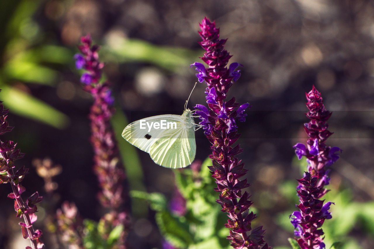 Close-up of butterfly pollinating on flower