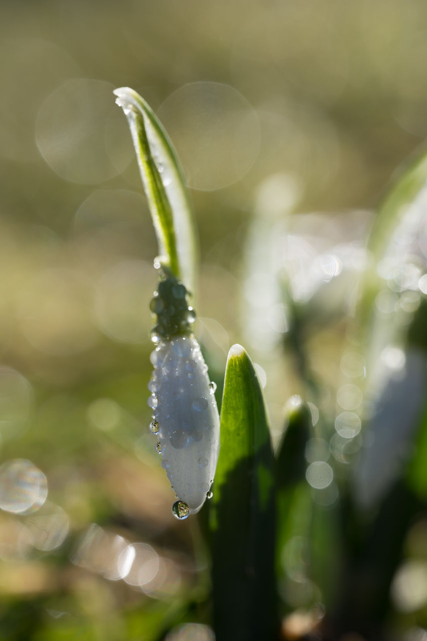 First snowdrop