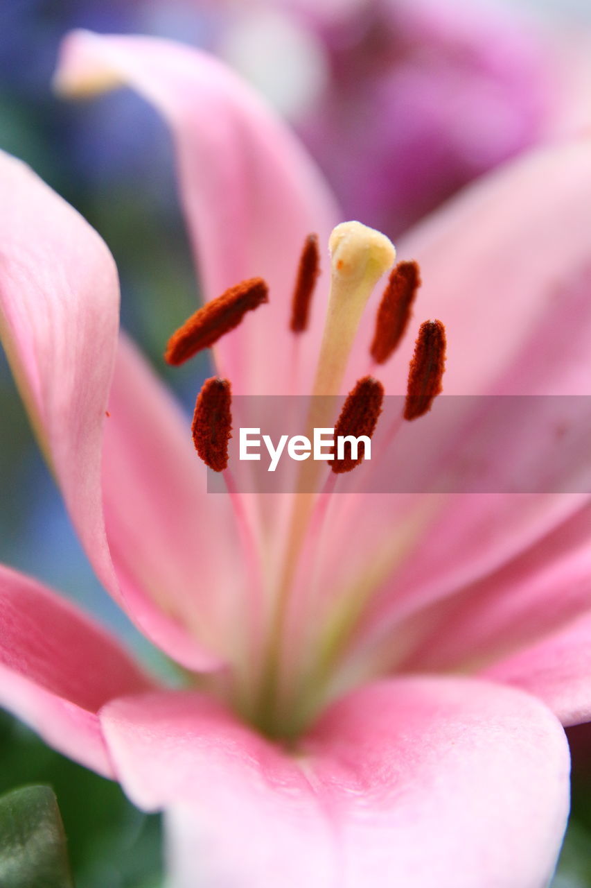 Close-up of pink flower