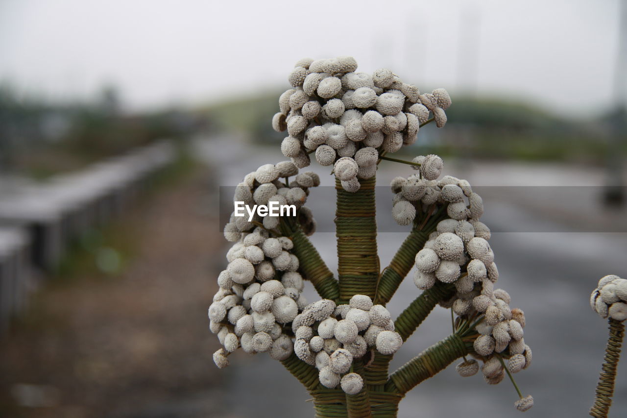 Close-up of sculpture on plant against sky