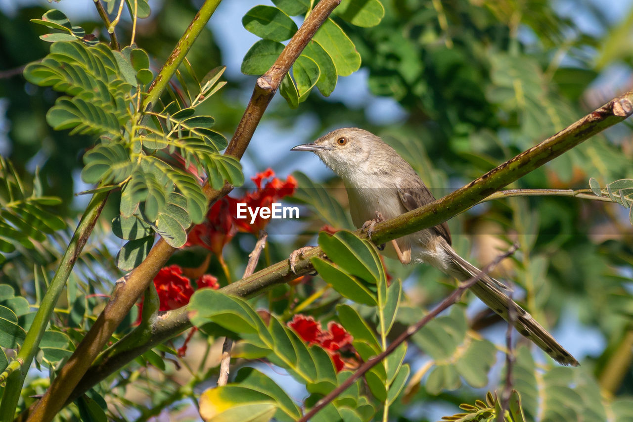 close-up of bird perching on tree