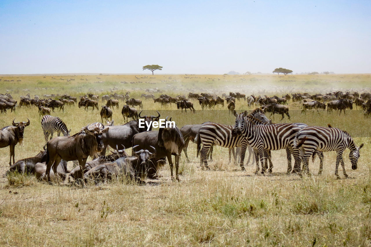 ZEBRAS ON ZEBRA AGAINST SKY