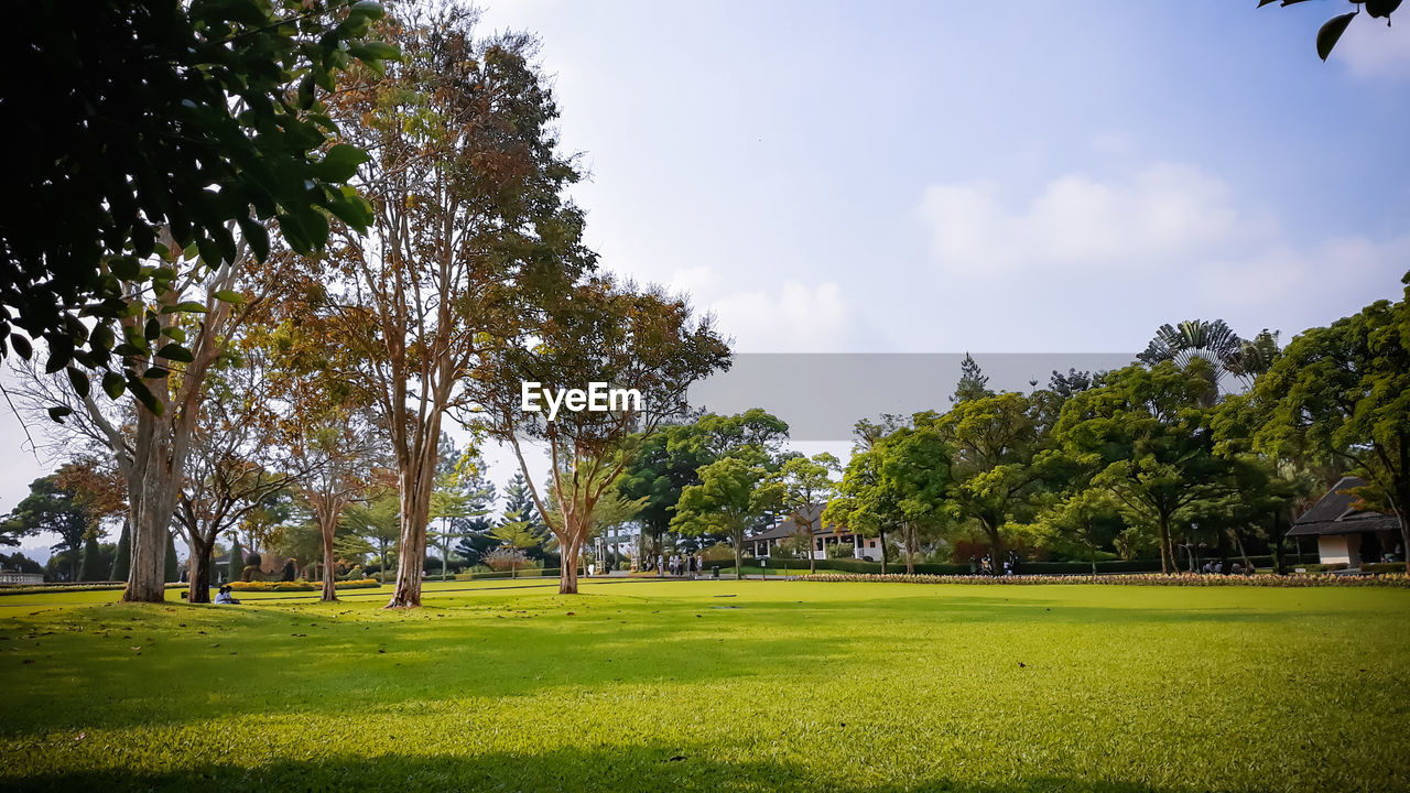 TREES GROWING IN PARK AGAINST SKY