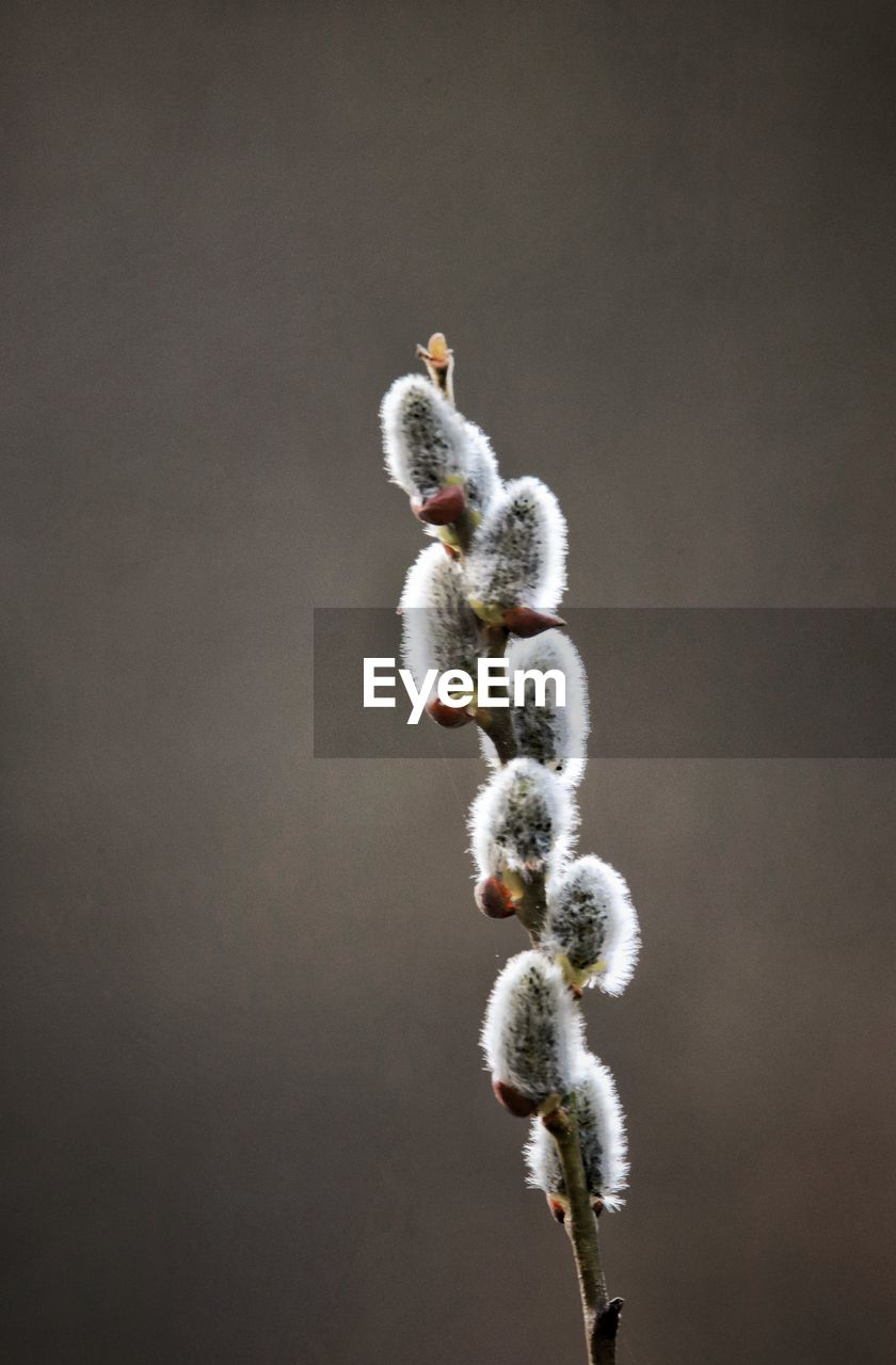CLOSE-UP OF A LIZARD ON TWIG