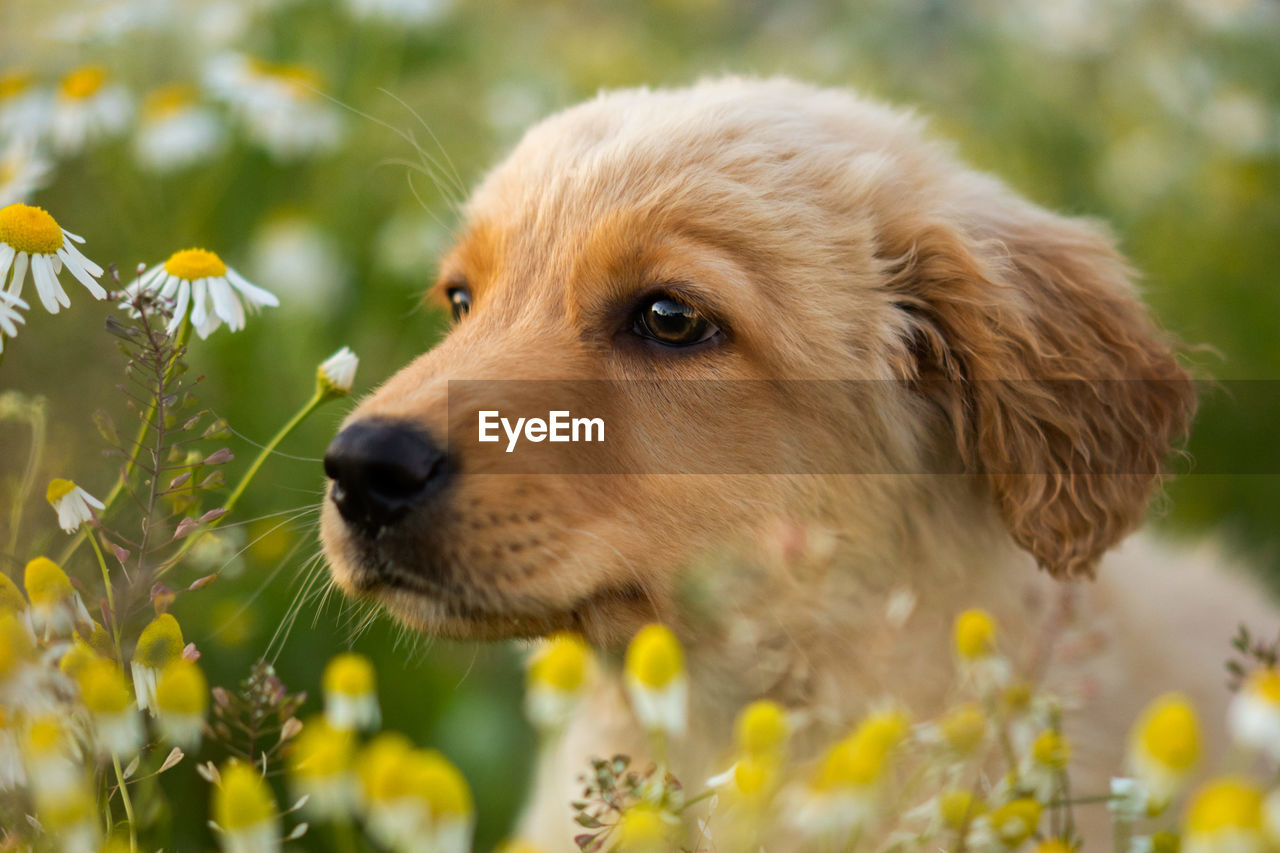 CLOSE-UP OF DOG LOOKING AWAY AT FLOWER