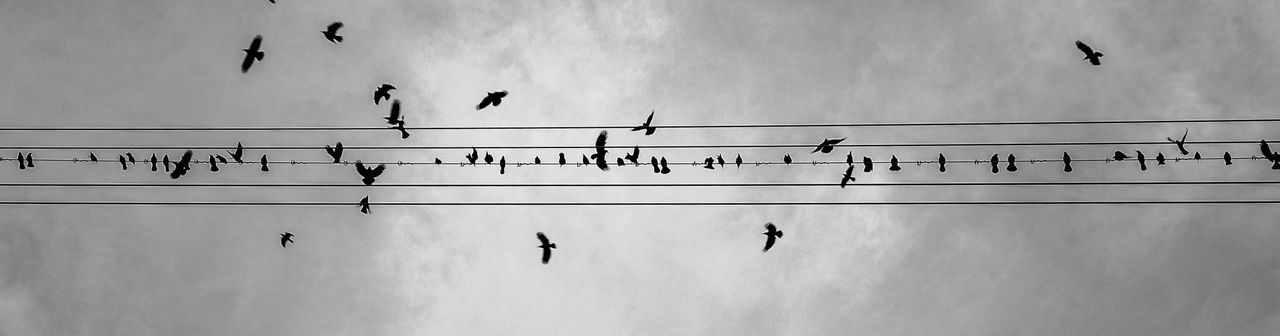 Low angle view of birds perching on cable