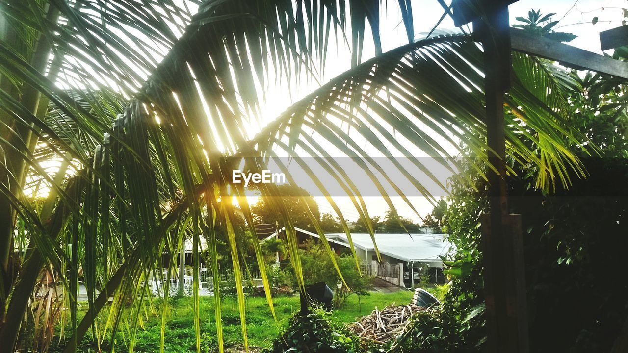 LOW ANGLE VIEW OF PALM TREES