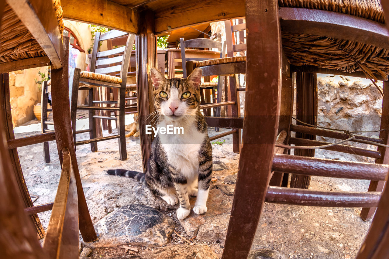 Close-up of cat sitting under table