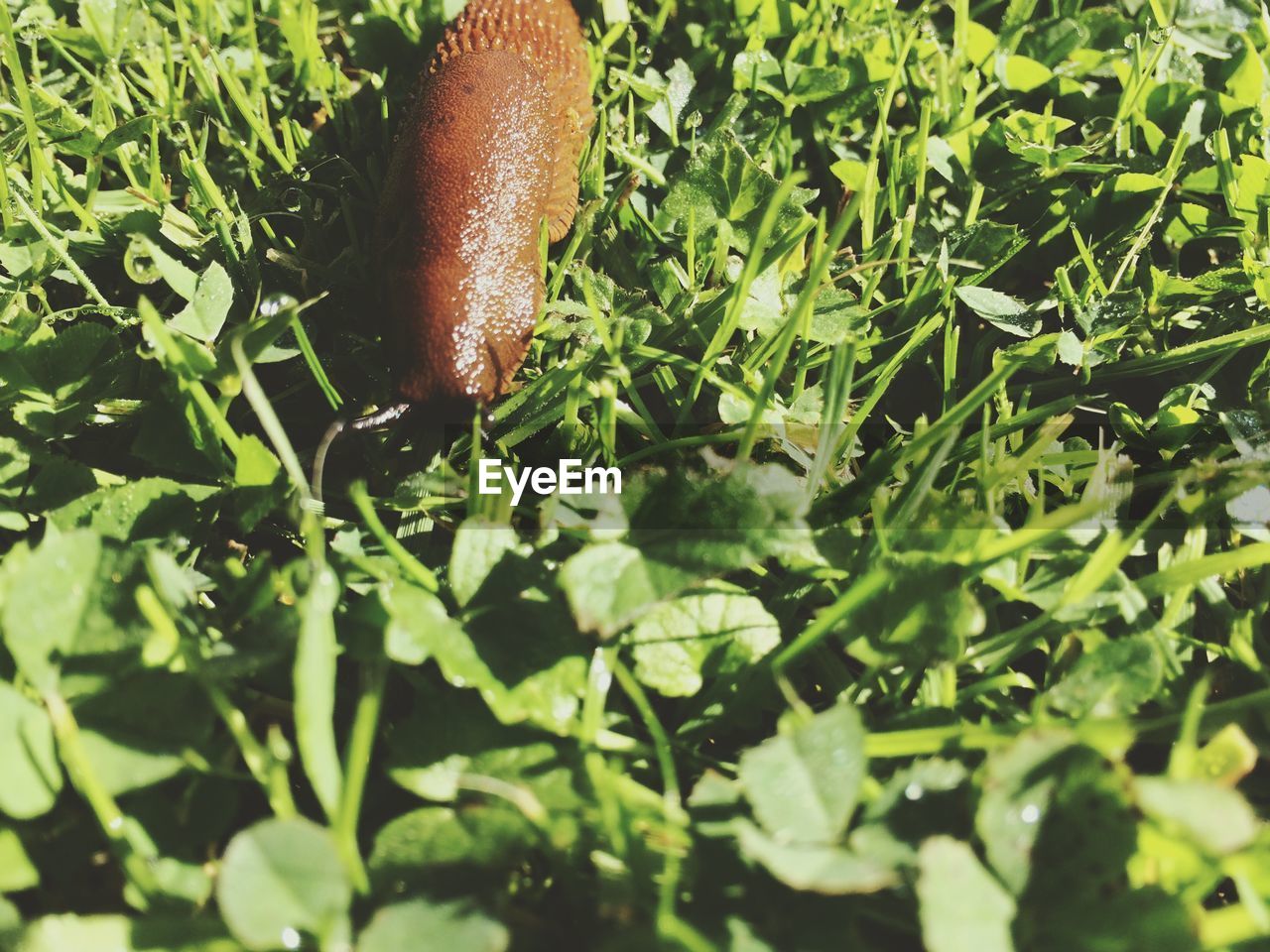 High angle view of slug on grassy field