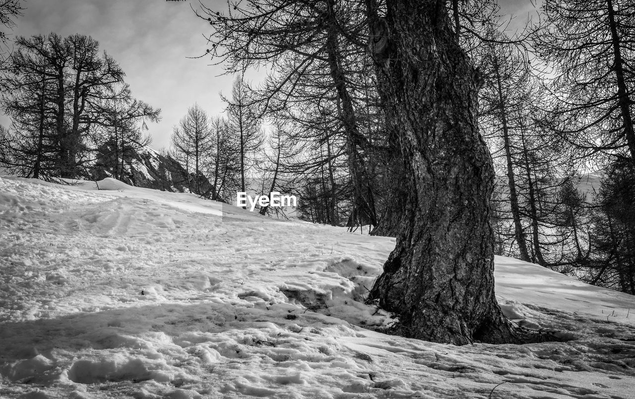 Trees growing on snow covered field