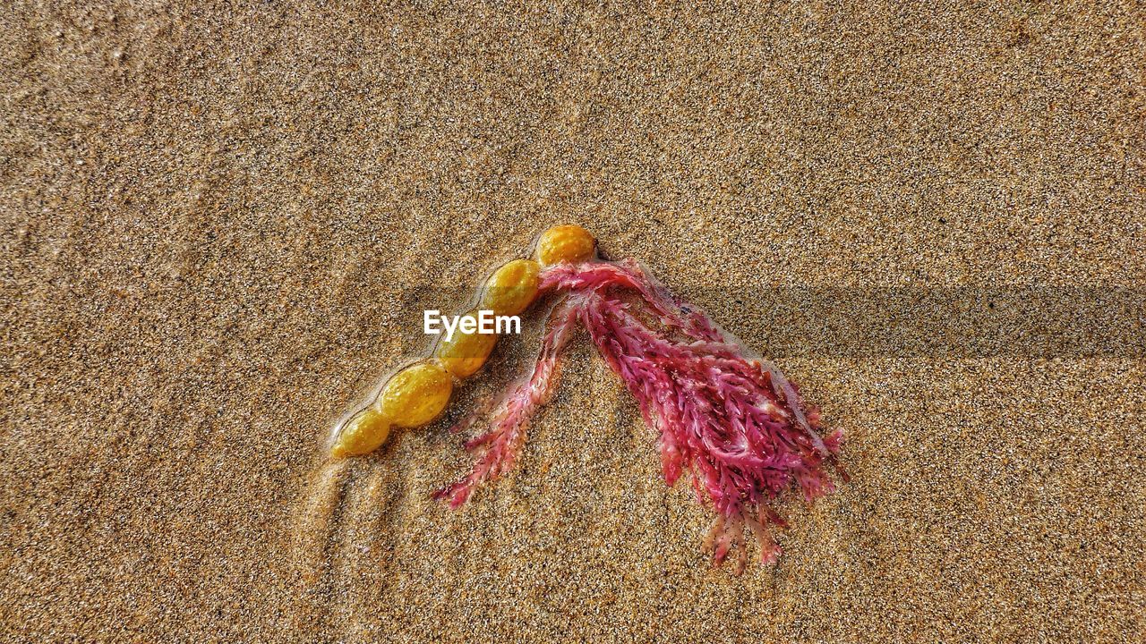 Seaweed on wet sand at beach